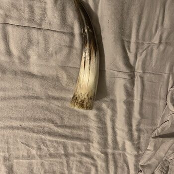 Drinking Horn, Large Your Store Rocks!!