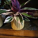 Image of Review by Kristi P. on 25 Mar 2022 number 2
