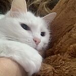 Image of Review by Tiffany B. on 2 Jun 2022 number 1