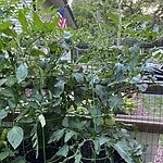 Image of Review by Megan M. on 21 Jul 2022 number 3