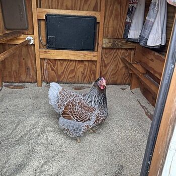 AubiChick Hemp Bedding Bundle Best hemp on the market!
