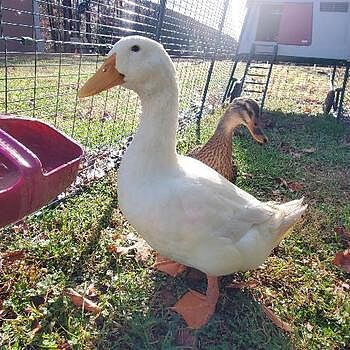 Organic Duck Layer Feed, 40lbs Good product