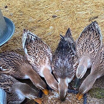 Organic Duck Layer Feed, 40lbs Great feed