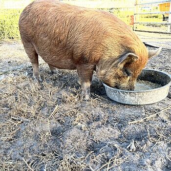 Organic Swine Feed - 16%, 40lbs Pigs love it!