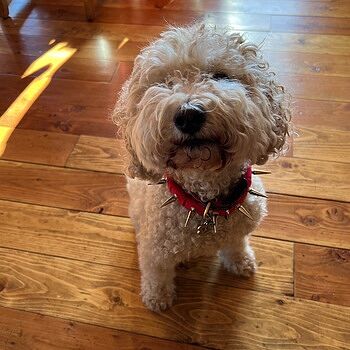 CoyoteCollar Very Pleased