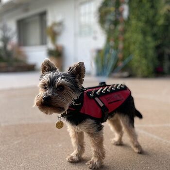 CoyoteVest Safe in the yard