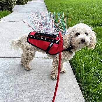 CoyoteVest There are 4 dogs in