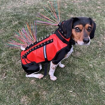 CoyoteVest Silly but great idea and she does not mind it at all