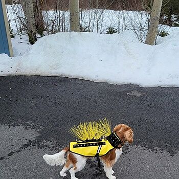 CoyoteWhiskers Fits great... looks great! Gives