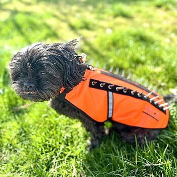 CoyoteVest 100% satisfied
