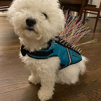 SpikeVest Exactly what we needed!