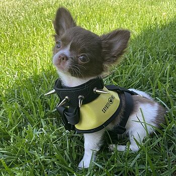 BullyHarness Love it!!! Fits so good too!!