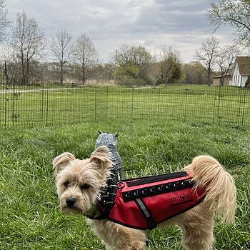 CoyoteVest I love the vest. It’s
