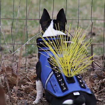 SpikeVest I bought this vest because