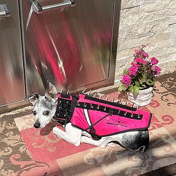 CoyoteVest At home & outdoors