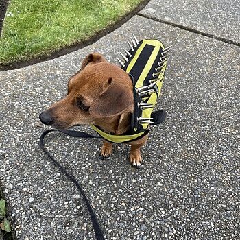 SpikeVest Good product