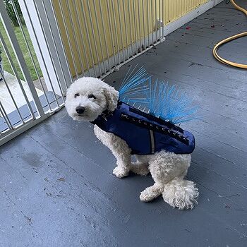 SpikeVest Great purchase