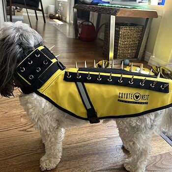 CoyoteVest Bad a$$
