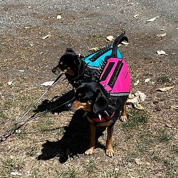 BullyVest Bully Vest and Bully Harness