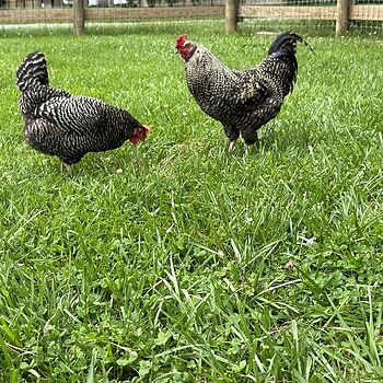 Organic Pastured Perfect Layer Feed, 40lbs NCO has Great Options