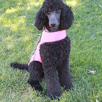 SpikeVest Happy owner of 4 coyote vests