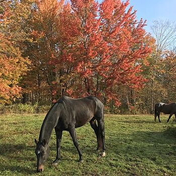 Fertrell Horse Power, 50lbs Wonderful equine food supplement