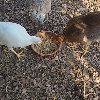 Organic Corn-Free Grower/Broiler Feed, 40lbs Great feed for my chicken