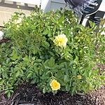 Image of Review by Susan on 24 Oct 2023 number 2