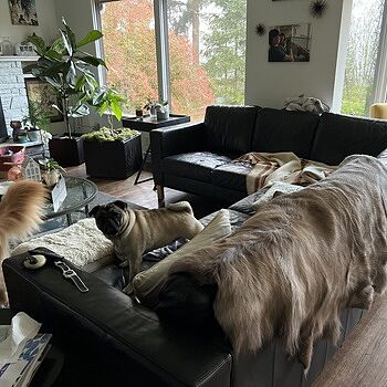 Scandinavian Reindeer Skin, Indoor Warmth and beauty.
