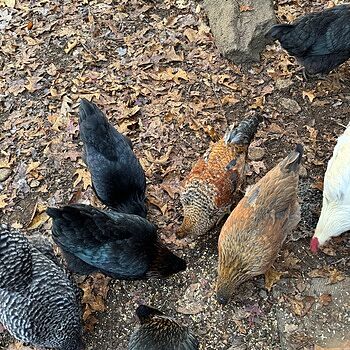 Organic Pastured Perfect Layer Feed, 40lbs My chickens love this food.
