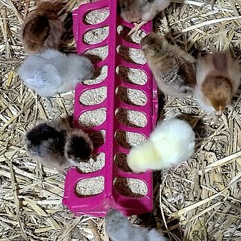 Organic Corn-Free Starter Feed, 40lbs Whole, real food!