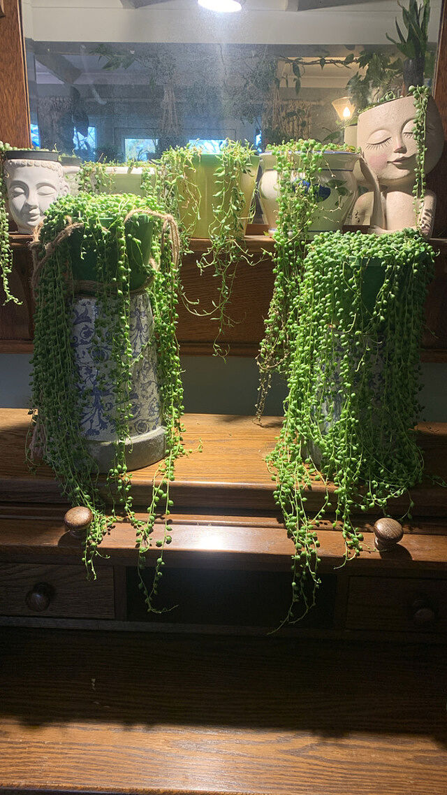Senecio rowleyanus 'String of Pearls' Absolutely fabulous plant s