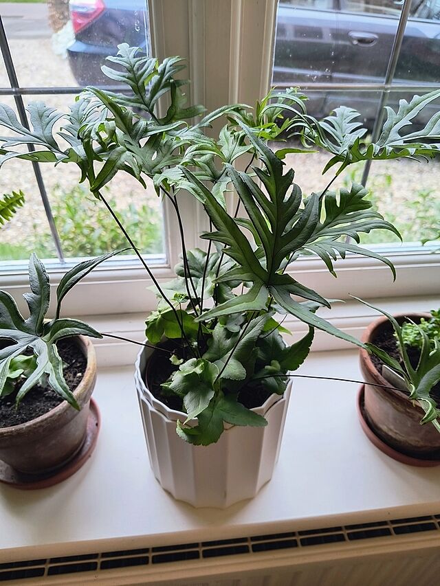 Hemionitis doryopteris | Digit Fern Great plant