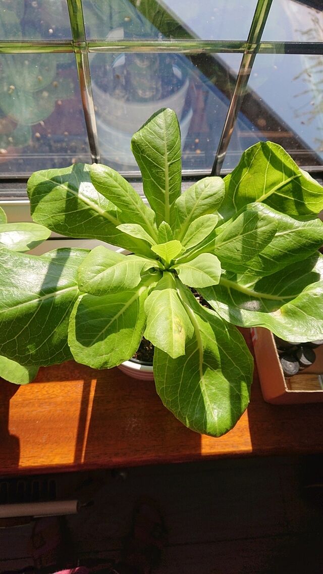 Brighamia insignis | Hawaiian Palm The plant was wrapped securely