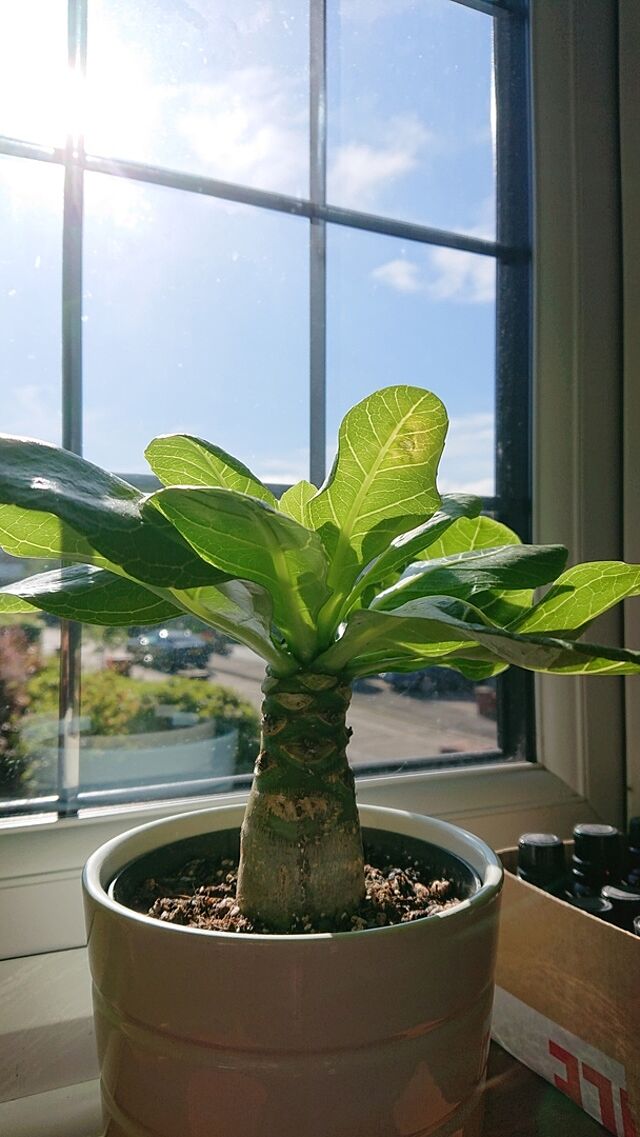 Brighamia insignis | Hawaiian Palm The plant was wrapped securely