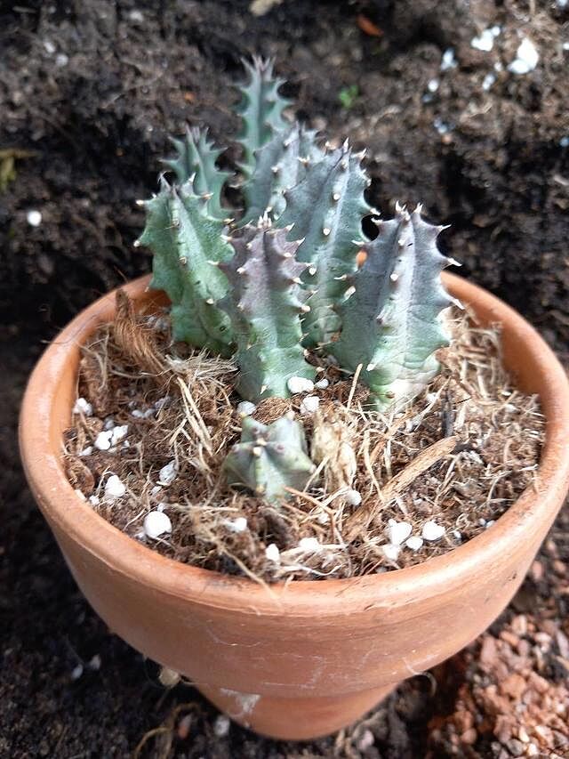 Huernia primulina (Stapeliad) Nice [plant well branched &