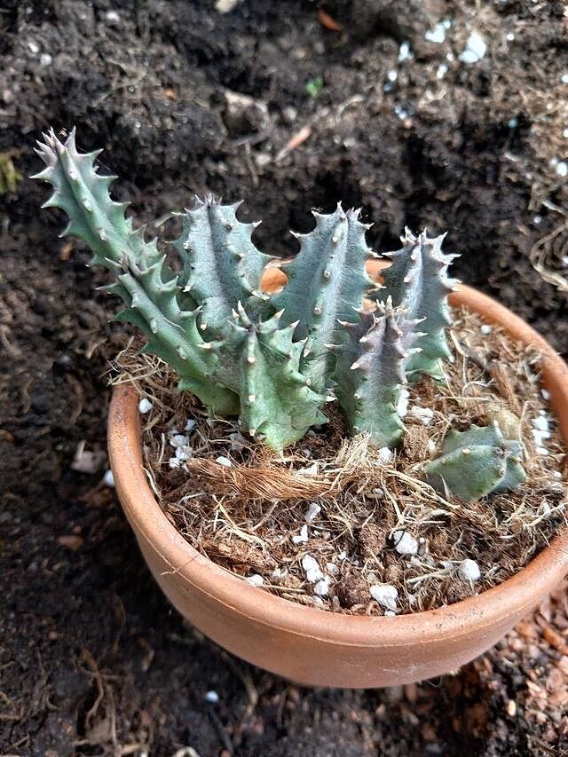 Huernia primulina (Stapeliad) Nice [plant well branched &