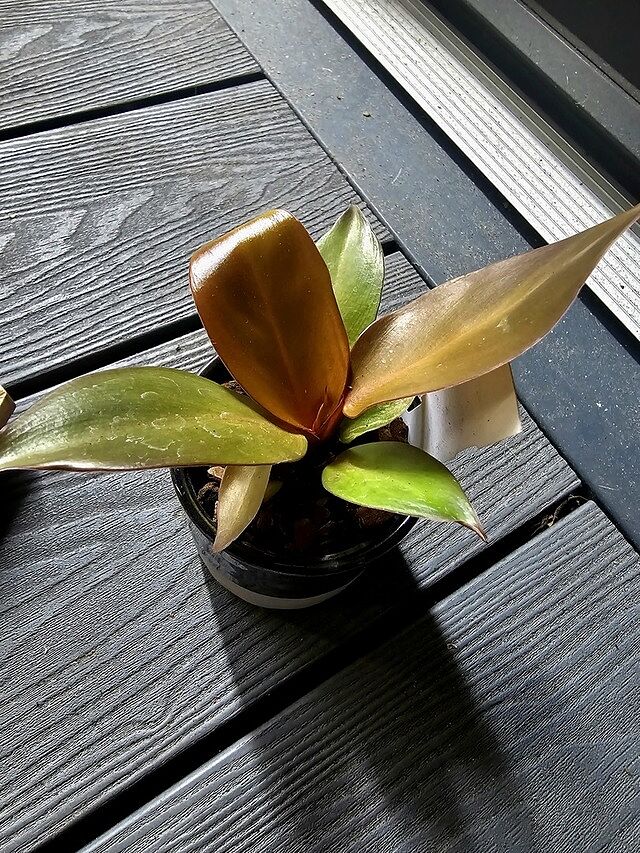 Philodendron Red Sun Great service and healty, well