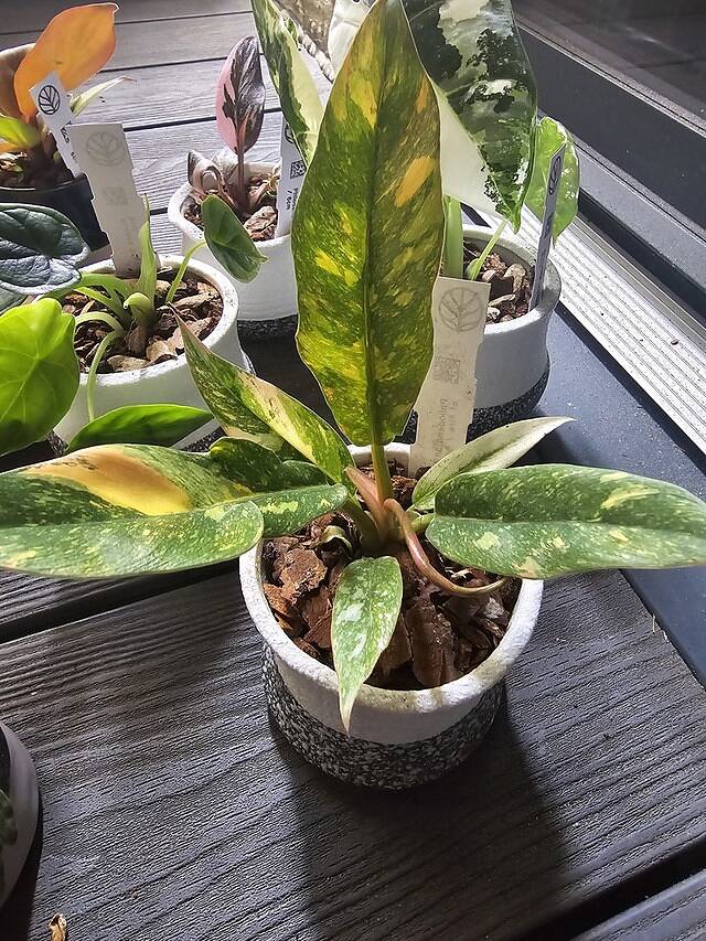 Philodendron Ring of Fire Very healthy, well cared for