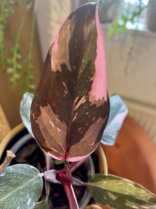Philodendron Pink Princess Stunning example of pink princess 💗