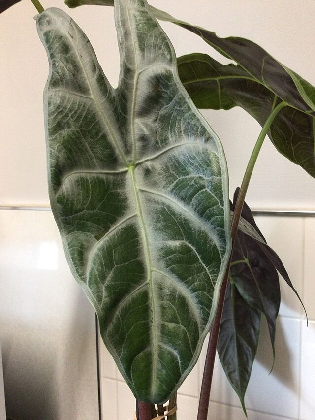 Alocasia longiloba 'Silver' Huge plant with no pests
