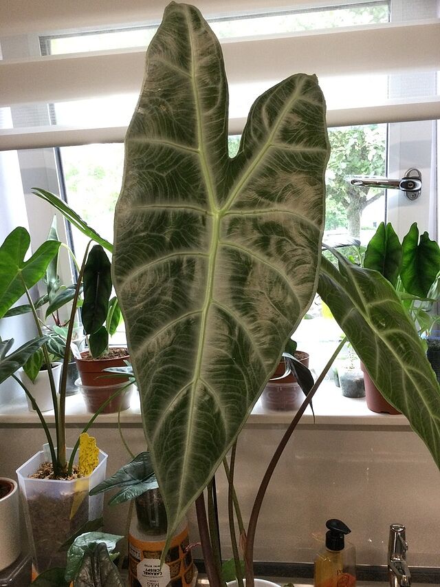 Alocasia longiloba 'Silver' Huge plant with no pests