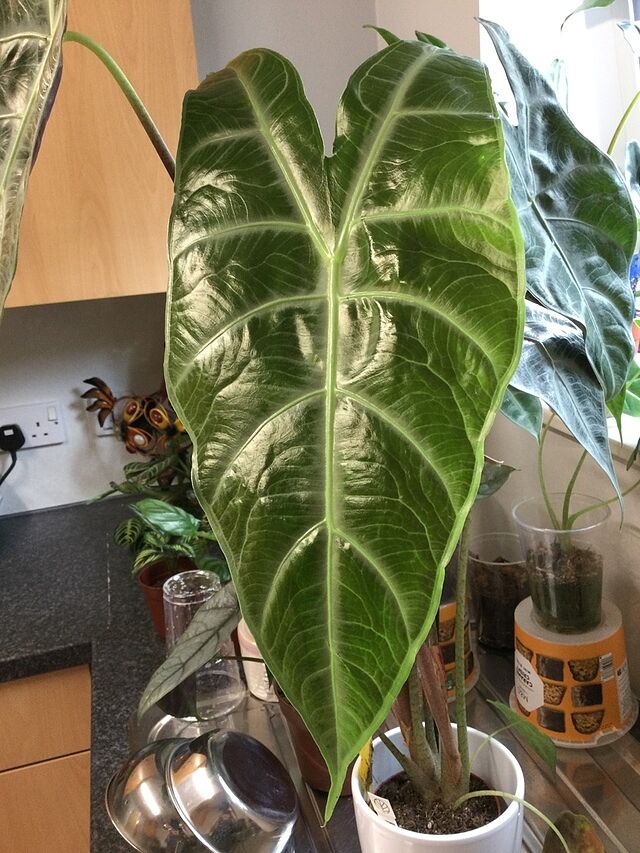 Alocasia longiloba 'Silver' Huge plant with no pests