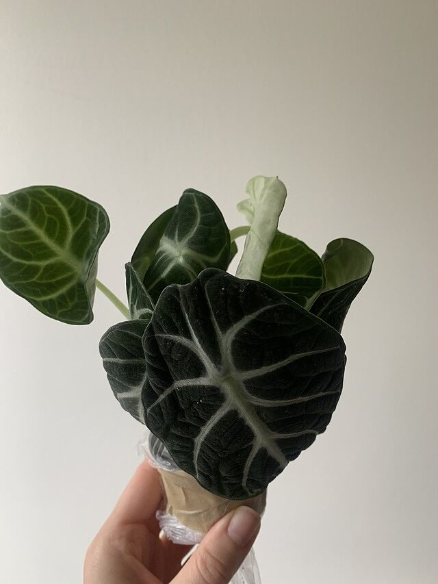 Alocasia Ninja Arrived in perfect condition. It