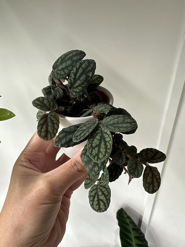Pellionia pulchra Cute little plant!