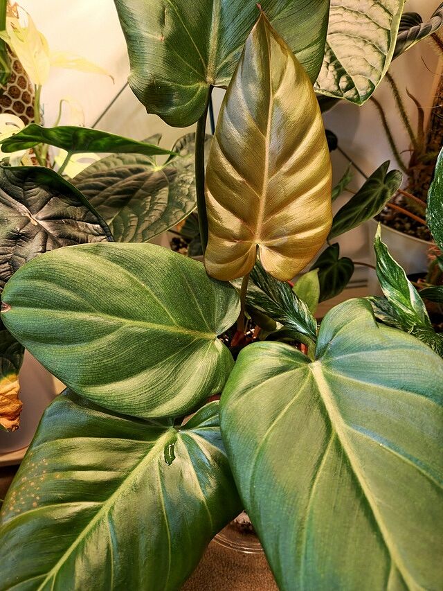Philodendron 'Summer Glory' Gorgeous new plant! A lot