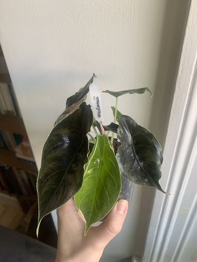 Alocasia azlanii Healthy plant. Arrived in good