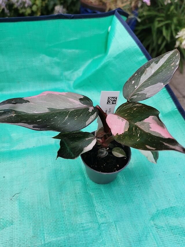 Philodendron Pink Princess Perfect Princess