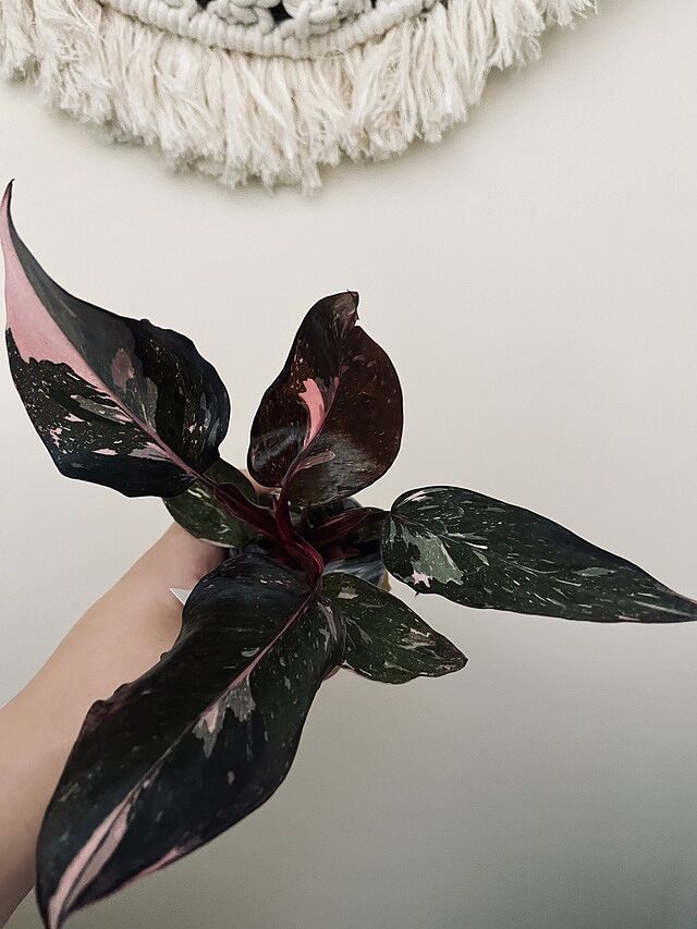 Philodendron Pink Princess Lovely plant 👌🏻