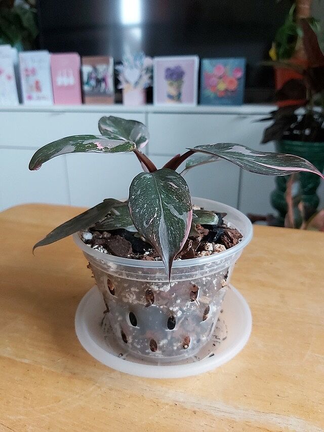 Philodendron Pink Princess I received a very pretty